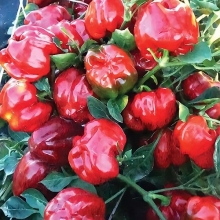 Перец Бэйби Белл F1 (Огород на балконе)