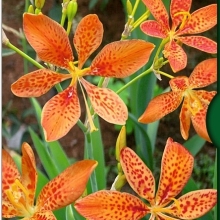 Беламканда китайская или Цветок леопарда