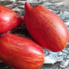 Томат Белла