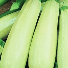 Кабачок Белогор F1