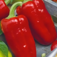 Перец Белозерка (Лидер)