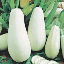 Кабачок Белый медведь (Северные овощи)