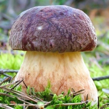 Грибы - Белый Гриб Сосновый (мицелий) 30мл (большой пакет)