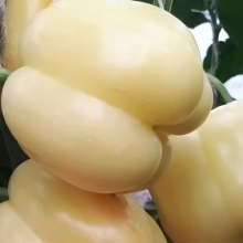 Перец Белый бык