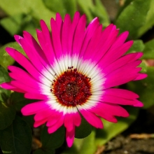 Доротеантус Бэмби красный маргаритковидный