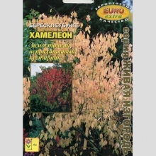 Бересклет Хамелеон Бунге (большой пакет)