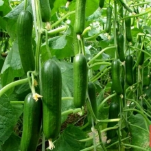 Огурец Без шипов F1
