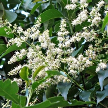 Бирючина Квихоу (большой пакет)