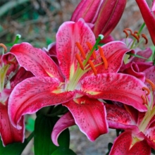 Лилия Блэк Белт