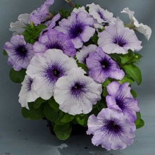 Петуния Городская F1 Голубые искры