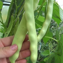 Бобы Дачник