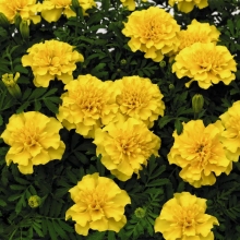 Бархатцы Брокада Желтая