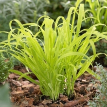 Бор Золотые стрелы (развесистый)