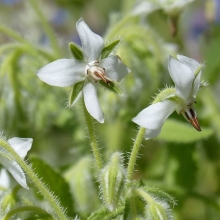 Огуречная трава Белоснежка (бораго)