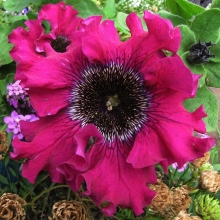 Петуния превосходнейшая Бордовая