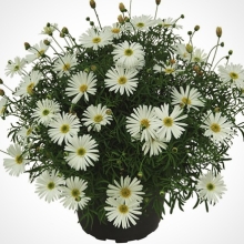 Брахикома Ева белая