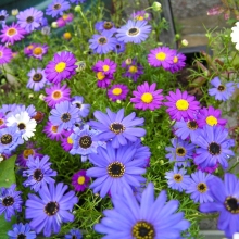 Брахикома Лебединое озеро