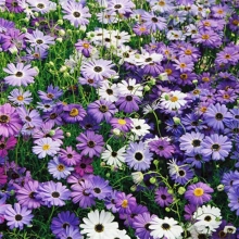 Брахикома Маргарита