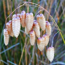 Бриза большая