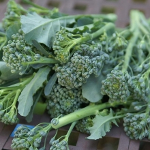 Капуста Монтебелло F1 брокколи Спаржевая