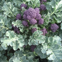 Капуста Санти F1 брокколи Спаржевая