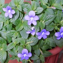 Броваллия Верность (голубая)