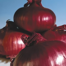 Лук Брунсвик репчатый