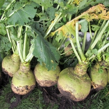 Брюква Детская любовь