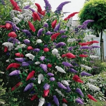 Буддлея Смесь окрасок