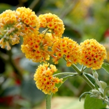 Буддлея Шаровидная (большой пакет)