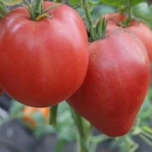 Томат Бычье Сердце Минусинское