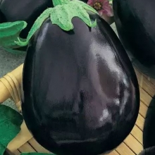 Баклажан Бычий лоб