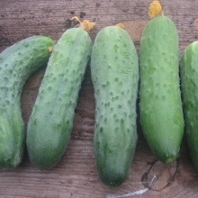 Огурец Семь гномов F1