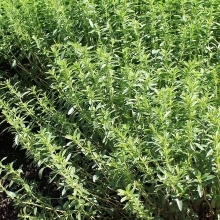 Чабер Аргонавт