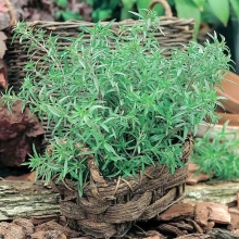 Чабер Перечный аромат