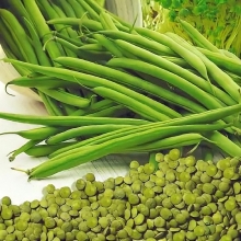 Чечевица Зеленая