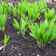 Черемша алтайская