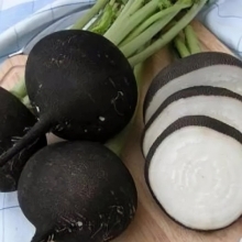 Редька Чернавка