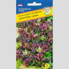 Черноголовка крупноцветковая