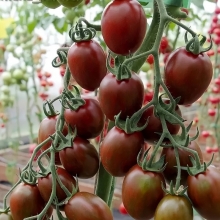 Томат Черри Миднайт F1