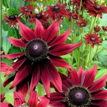 Рудбекия Черри Бренди