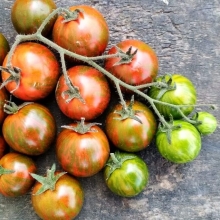 Томат Черризебра (Cherryzebra)