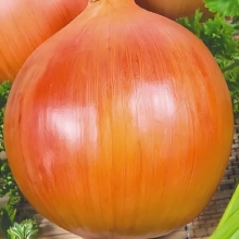 Лук Чипполино репчатый