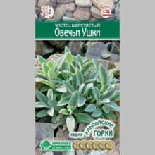 Чистец Овечьи ушки шерстистый