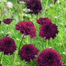 Космея Махровая кнопка Бордовая