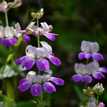 Коллинсия Мотылек