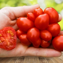 Томат Чесночный