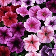 Петуния Дедди F1 смесь