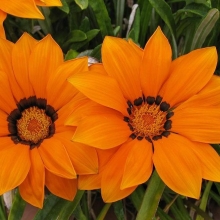 Газания (гацания) Дайбрейк Оранж F1