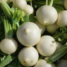 Дайкон Белое солнце